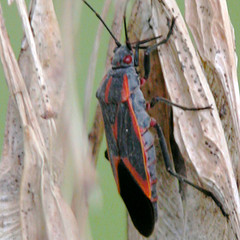 Boisea trivittata
