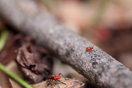 Their tiny world: Boisea trivittata nymphs