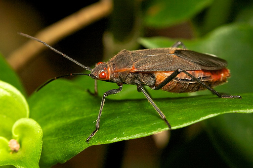 Leptocoris tagalicus by Paul Looyen