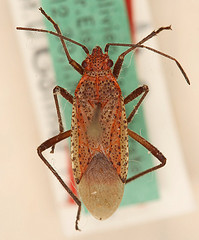 Jadera choprai