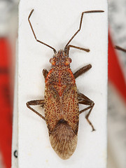 J. decipiens