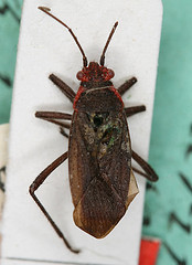 Jadera parapectoralis