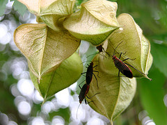 Leptocoris tagalicus on Cardiospermum grandiflorum