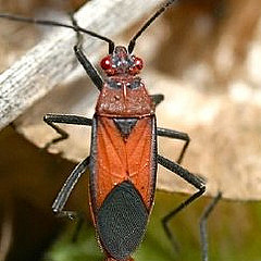 Leptocoris mutilatus