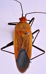 Leptocoris abdominalis taprobanensis