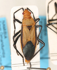 Leptocoris cinnamomensis