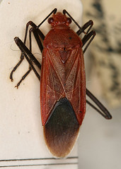 Leptocoris coxalis