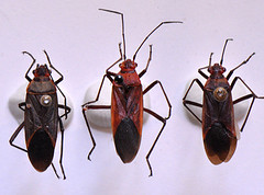 Leptocoris hexophthalmus