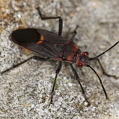Leptocoris mitellatus