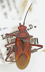 Leptocoris wagneri