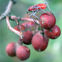 L. mitellatus on Alectryon oleifolius