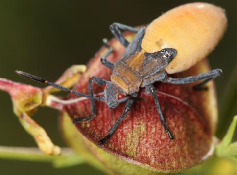 Leptocoris cinnamonensis nymph from Namibia