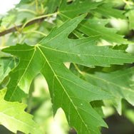 Acer saccharinum